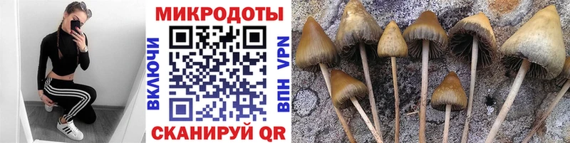 Псилоцибиновые грибы Psilocybe Давлеканово